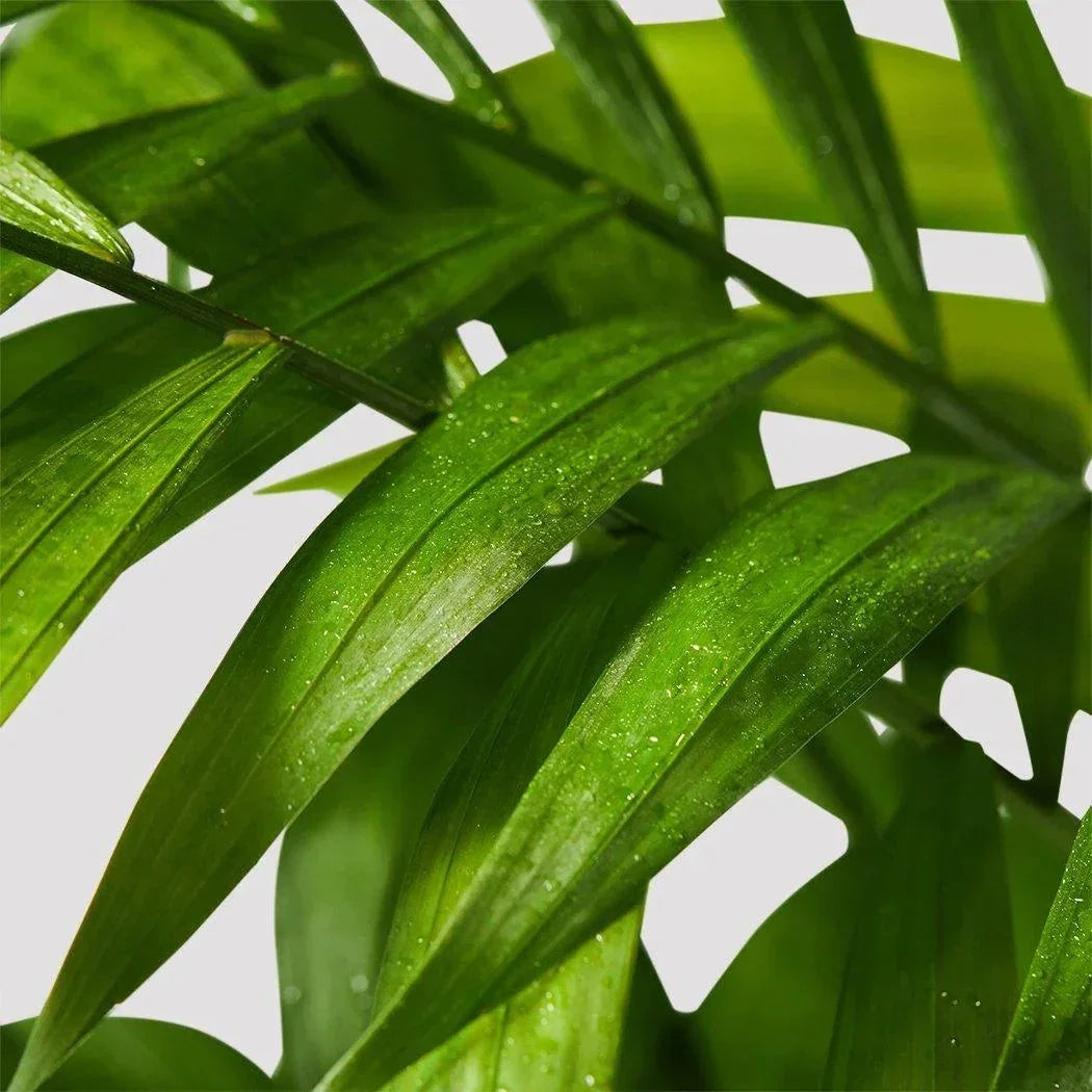 Parlor Palm Bamboo Stylish & Low Maintenance