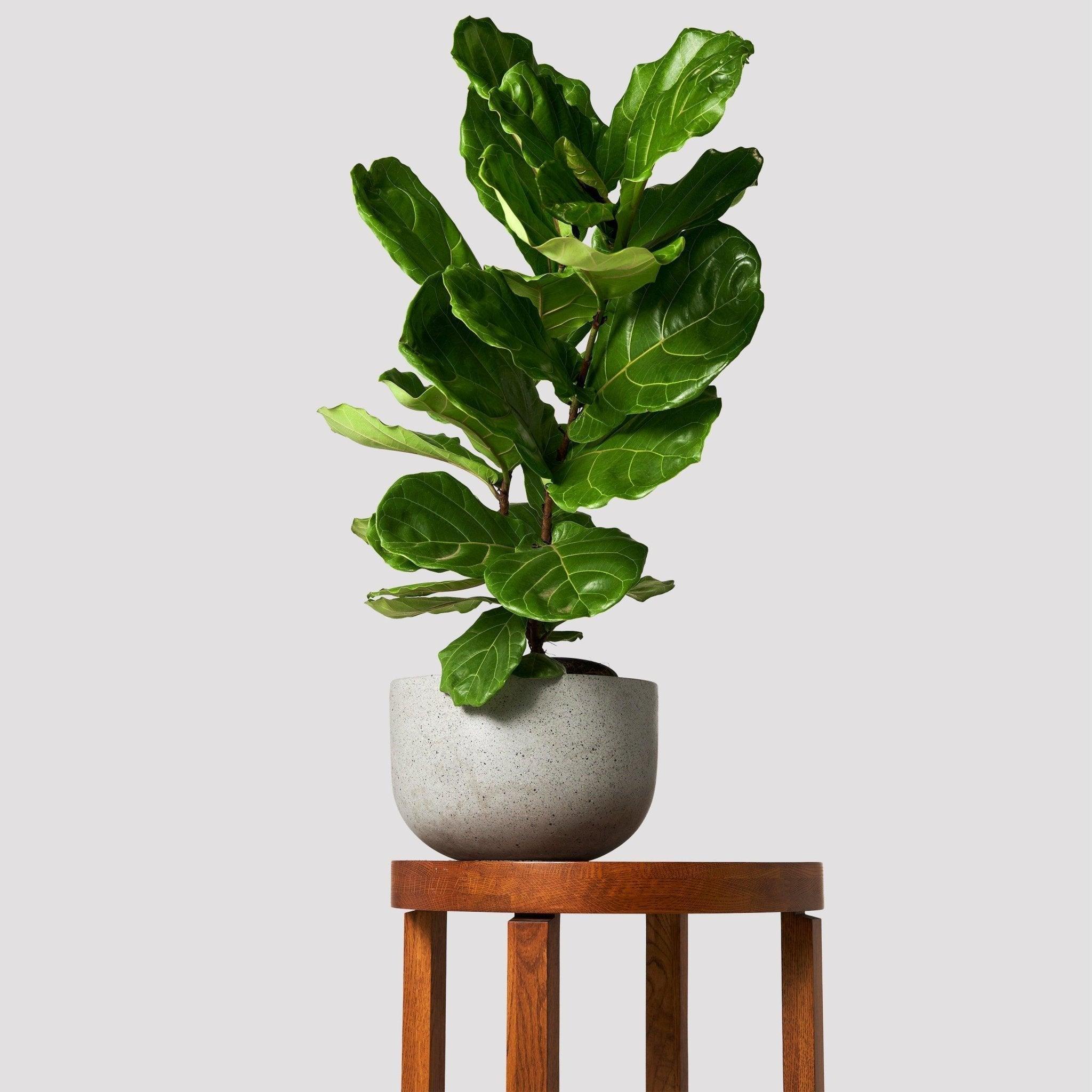 The Tropical Treasure Fig  A Leafy Statement